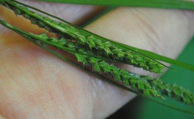 Carex virescens, photographed by Zihao Wang