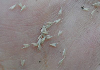 Sphenopholis intermedia, photographed by Zihao Wang