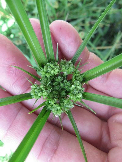 Cyperus distinctus, photographed by Ben Machado