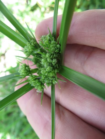 Cyperus distinctus, photographed by Ben Machado