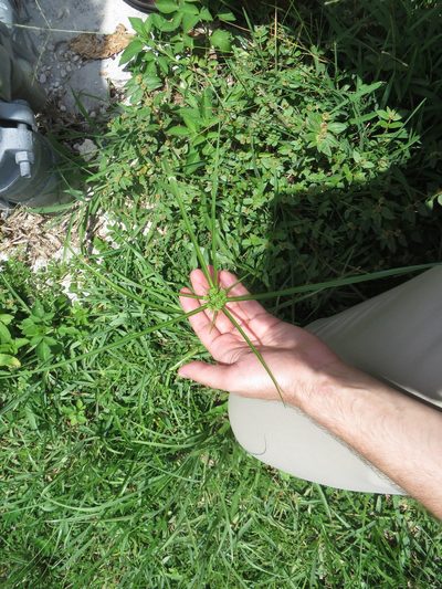 Cyperus distinctus, photographed by Ben Machado