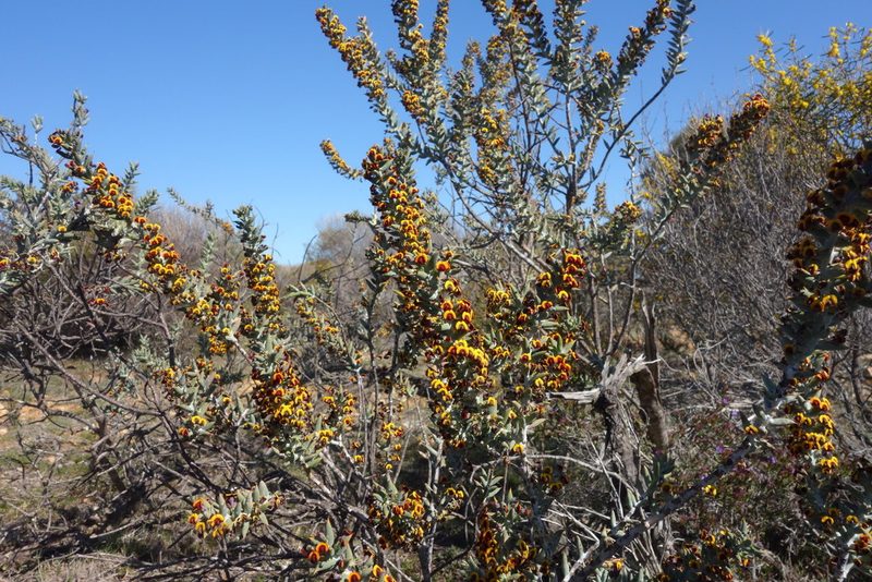 Daviesia pachyphylla, photographed by Thibaud Aronson