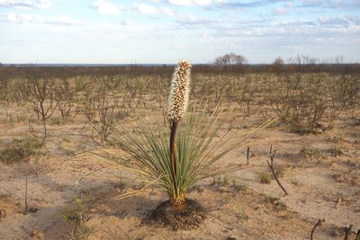 Xanthorrhoea nana, photographed by Thibaud Aronson