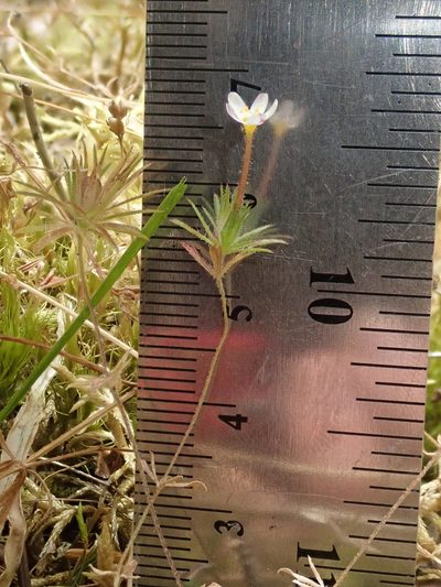 Leptosiphon minimus, photographed by Nolan Exe