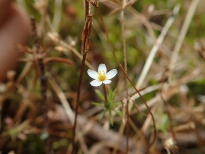 Leptosiphon minimus, photographed by Nolan Exe