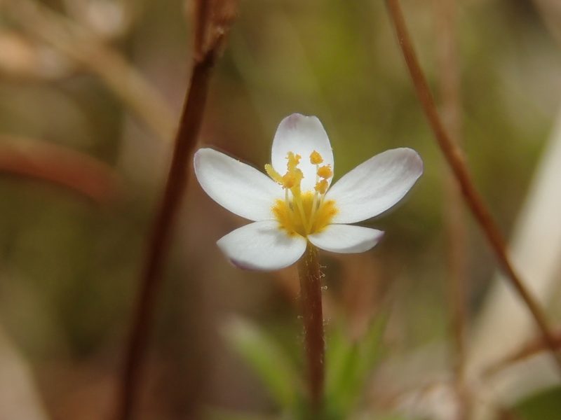 Leptosiphon minimus, photographed by Nolan Exe