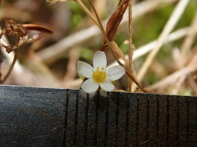Leptosiphon minimus, photographed by Nolan Exe