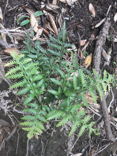 Asplenium haurakiense, photographed by naturewatchwidow