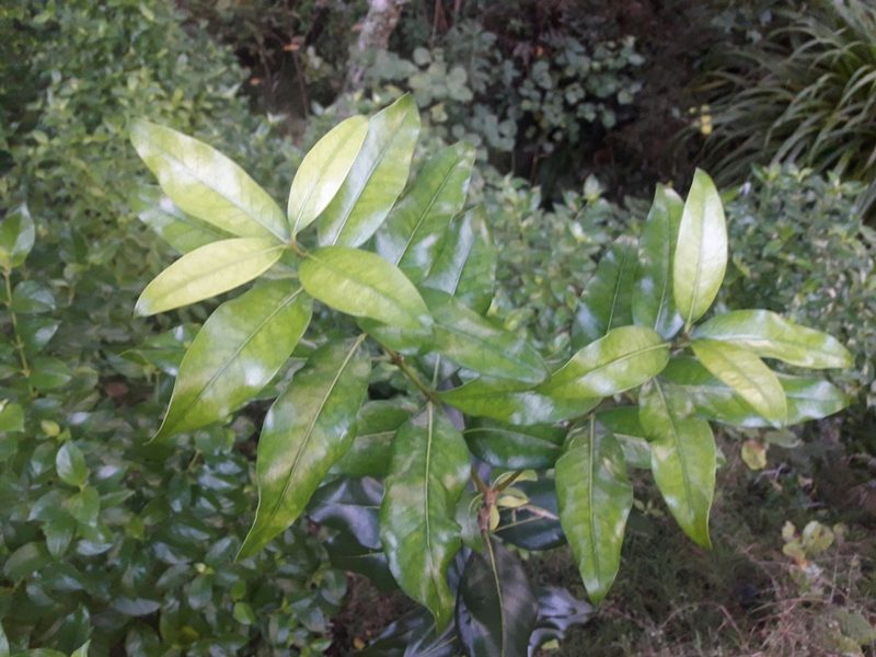 Nestegis apetala, photographed by naturewatchwidow