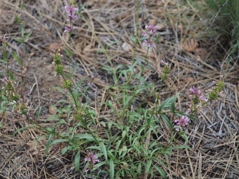 Penstemon peckii, photographed by Tom Wainwright