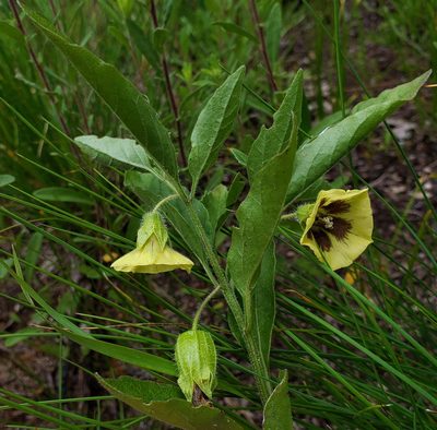 Physalis virginiana, photographed by aarongunnar
