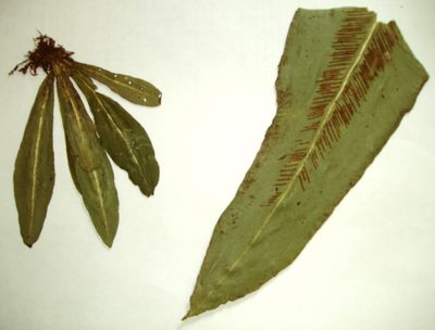 Asplenium serratum, photographed by Kyle Van Houtan