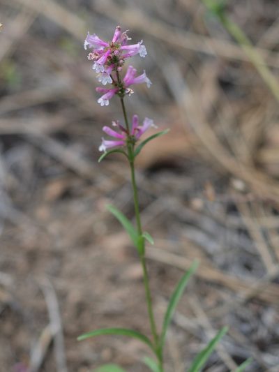 Penstemon peckii, photographed by Tom Wainwright