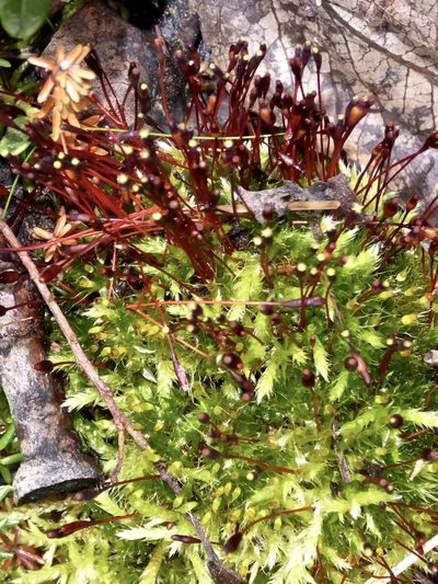 Tetraplodon mnioides, photographed by Cheryl McCleary-Catalano