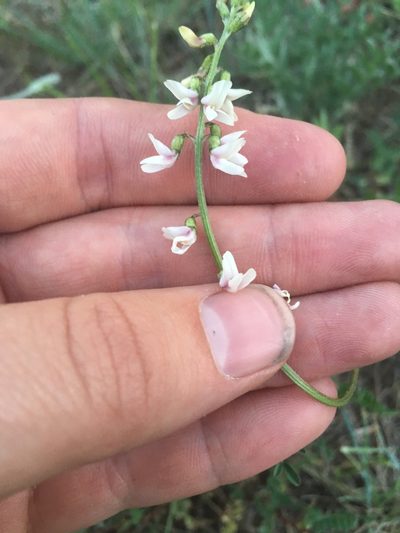 Astragalus rusbyi, photographed by Trystan Harpold