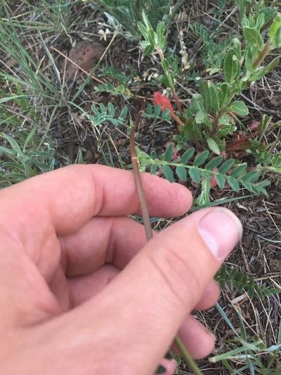 Astragalus rusbyi, photographed by Trystan Harpold