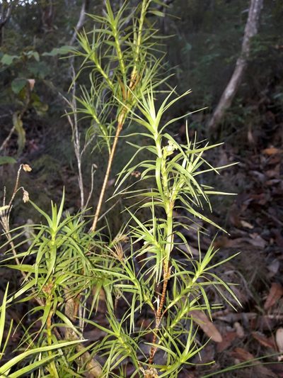 Dracophyllum patens, photographed by naturewatchwidow