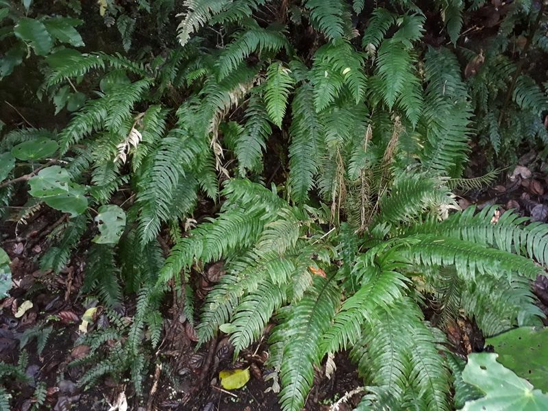 Austroblechnum norfolkianum, photographed by Leon Perrie
