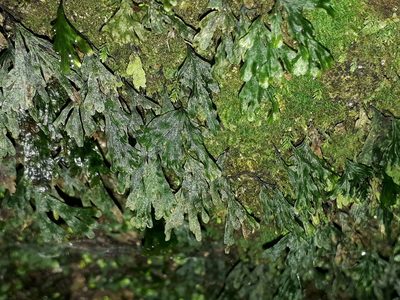 Polyphlebium endlicherianum, photographed by Leon Perrie