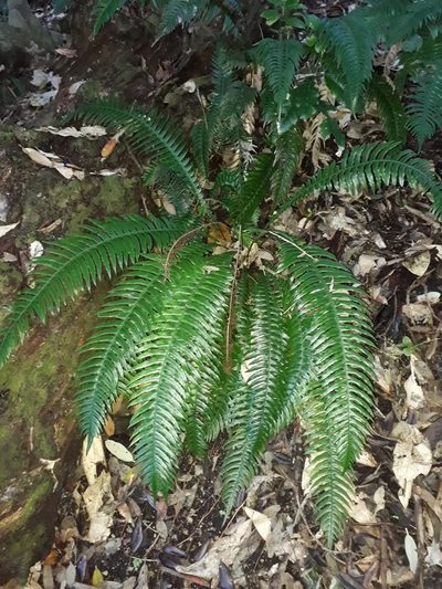 Austroblechnum norfolkianum, photographed by Leon Perrie