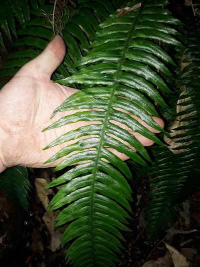 Austroblechnum norfolkianum, photographed by Leon Perrie