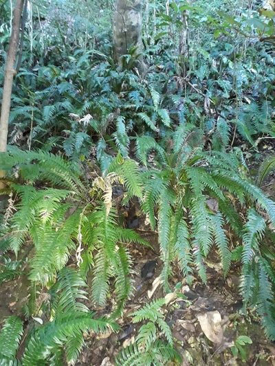 Austroblechnum norfolkianum, photographed by Leon Perrie