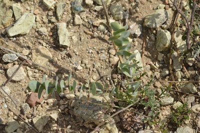 Streptanthus barbatus, photographed by David Anderson