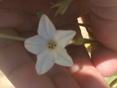 Nicotiana quadrivalvis, photographed by Michele Jones