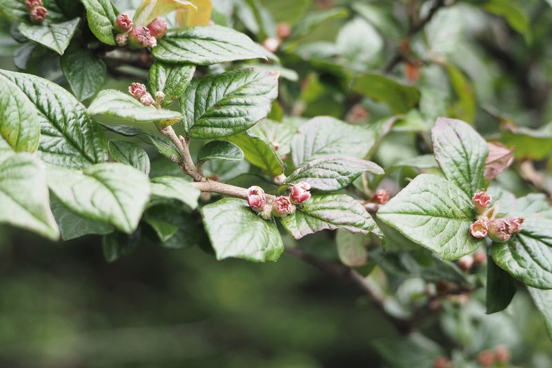 Cotoneaster konishii, photographed by Cynthia Su