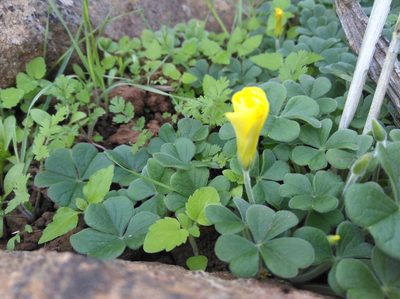 Oxalis lasiorhiza, photographed by Brian du Preez