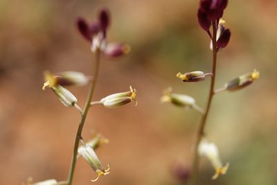 Streptanthus longirostris, photographed by Tyler Hacking