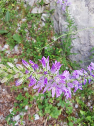 Campanula spicata, photographed by Aaron Iemma