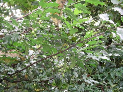 Prunus rhamnoides, photographed by Neptalí Ramírez Marcial