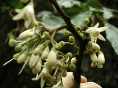 Styrax magnus, photographed by Neptalí Ramírez Marcial