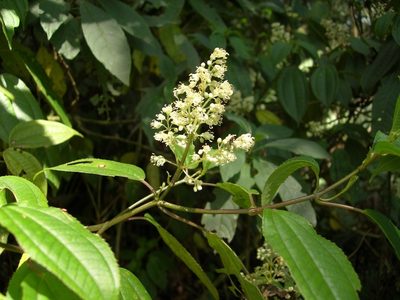 Miconia glaberrima, photographed by Neptalí Ramírez Marcial