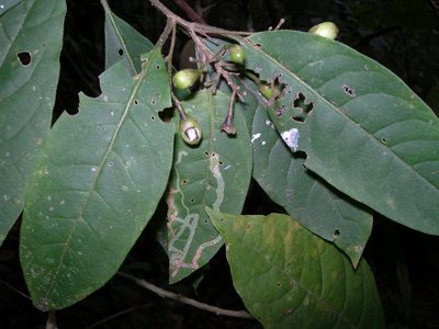 Cestrum guatemalense, photographed by Neptalí Ramírez Marcial