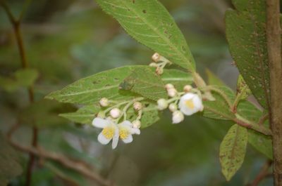 Saurauia oreophila, photographed by Neptalí Ramírez Marcial