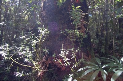 Peperomia quadrifolia, photographed by Neptalí Ramírez Marcial