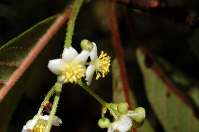 Saurauia oreophila, photographed by Neptalí Ramírez Marcial
