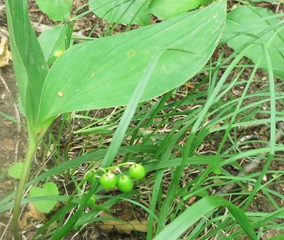 Convallaria keiskei, photographed by Repina Tatyana