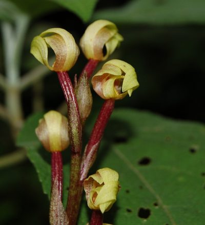 Govenia superba, photographed by Neptalí Ramírez Marcial