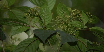 Deppea grandiflora, photographed by Neptalí Ramírez Marcial