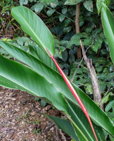 Heliconia acuminata, photographed by Gerry van Tonder