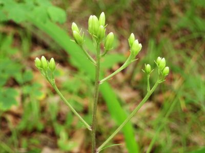 Syneilesis aconitifolia, photographed by Repina Tatyana