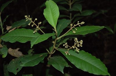 Parathesis leptopa, photographed by Neptalí Ramírez Marcial