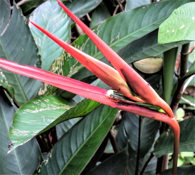 Heliconia acuminata, photographed by Gerry van Tonder