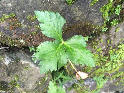 Cryptotaenia japonica, photographed by Tatsutomo Chin