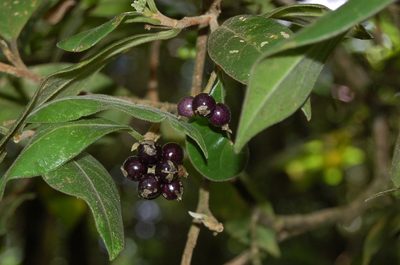 Daphnopsis malacophylla, photographed by Neptalí Ramírez Marcial