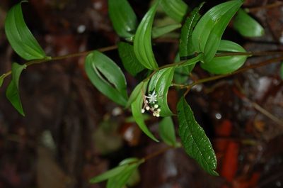 Maianthemum scilloideum, photographed by Neptalí Ramírez Marcial