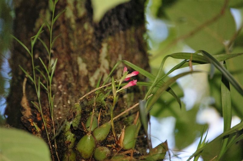 Coelia guatemalensis, photographed by Neptalí Ramírez Marcial